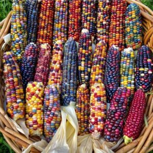 Glass Gem Corn