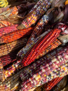 ذرة ملونة