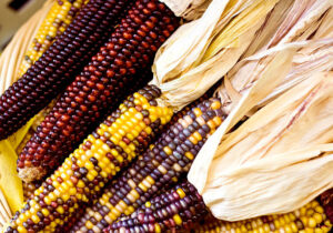 Glass Gem Corn