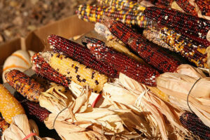 Colored corn